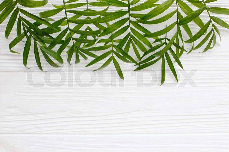 Summer flat lay. fresh palm leaves border on white wooden background with space for text. top view. summer vacation concept. travel and wanderlust, stock photo