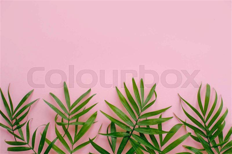 Stylish summer flat lay. fresh palm leaves border on pink background with space for text. modern image. top view. summer vacation concept. travel and wanderlust, stock photo