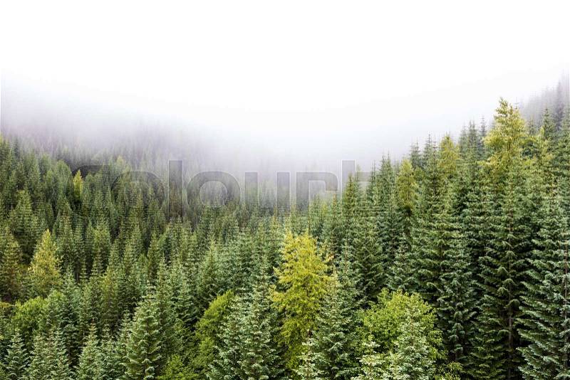 Foggy pine forest mountain valley with fresh spring growth in the mist, stock photo
