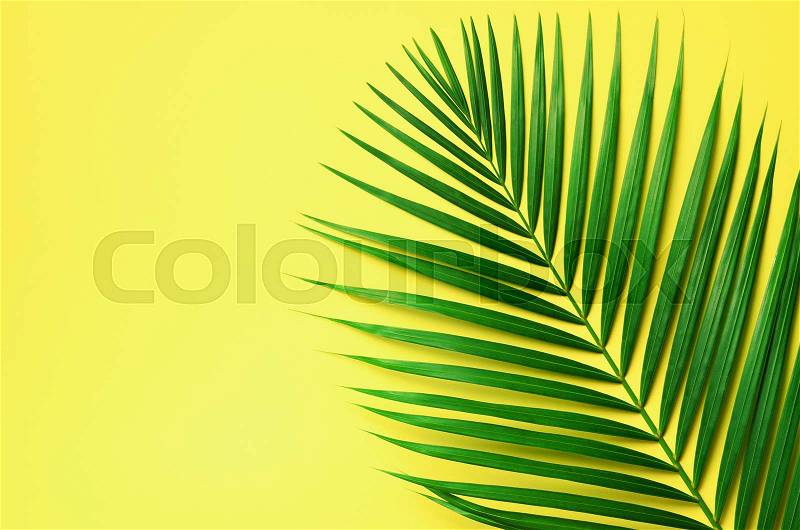 Tropical palm leaves on pastel yellow background. Minimal summer concept. Creative flat lay with copy space. Top view green leaf on punchy pastel paper, stock photo