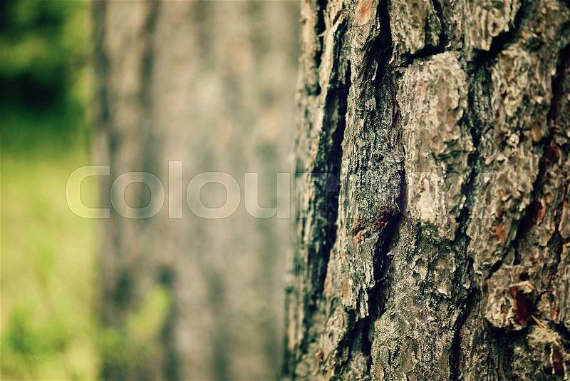Dry tree bark background. Abstract wooden texture with copy space, stock photo