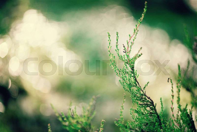 Green natural background, out of focus. Forest bokeh. Retro toned banner. Copy space. Blurred abstract texture. Summer concept. Wild nature, stock photo