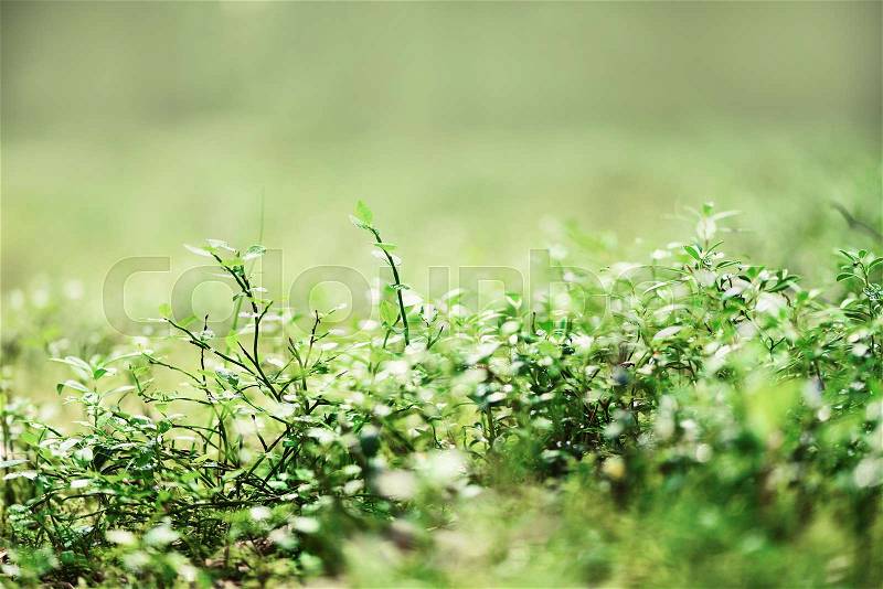 Green natural background, out of focus. Forest bokeh. Banner. Copy space. Blurred abstract texture. Summer concept. Wild nature, stock photo