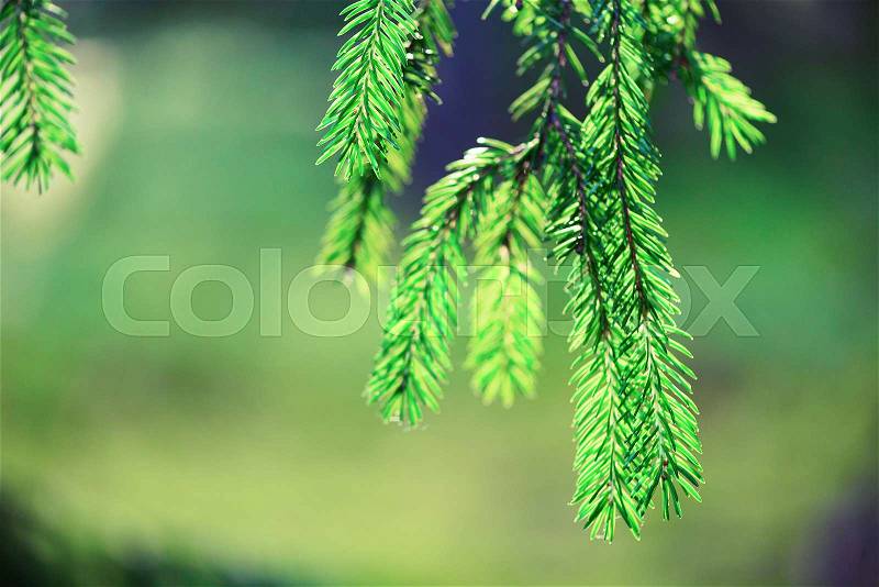 Pine tree, selective focus, blurry and bokeh background. Copy space. Banner. Morning dew on twig, abstract natural backgrounds, stock photo