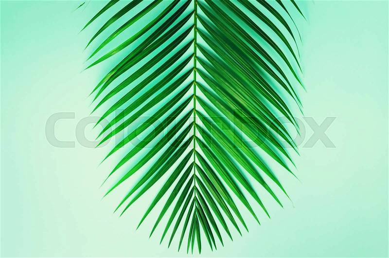 Minimal summer concept. Top view green leaf on punchy pastel paper. Creative flat lay with copy space. Tropical palm leaves on blue background, stock photo