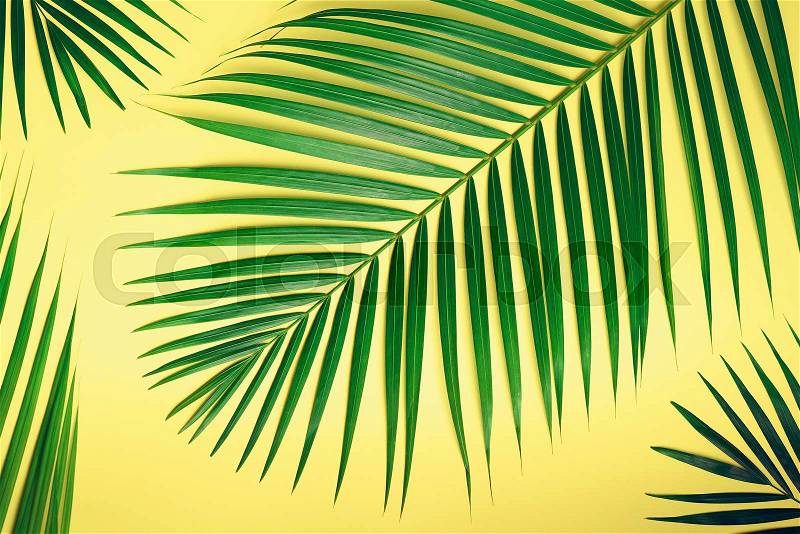 Tropical palm leaves on pastel yellow background. Minimal summer concept. Creative flat lay with copy space. Top view green leaf on punchy pastel paper, stock photo
