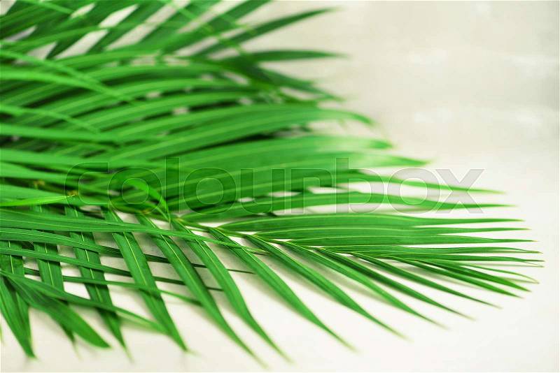Tropical palm leaves on grey concrete background. Minimal summer concept. Creative flat lay with copy space. Top view green leaf on punchy pastel paper, stock photo
