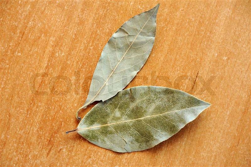 An image of a green bay leaves, stock photo