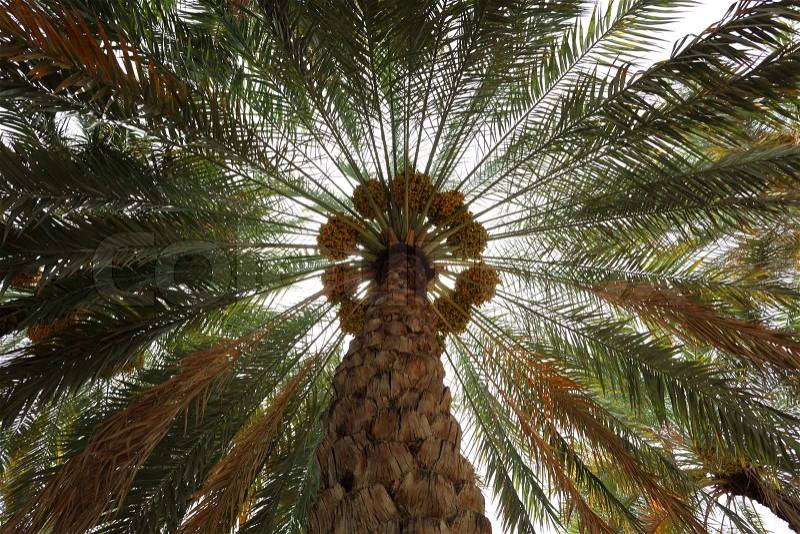 Date Palm Tree, stock photo