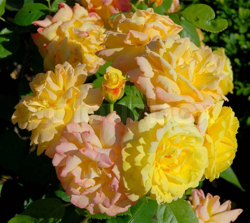 A Ring of Roses, Yellow Roses in Rosenborg Garden, stock photo