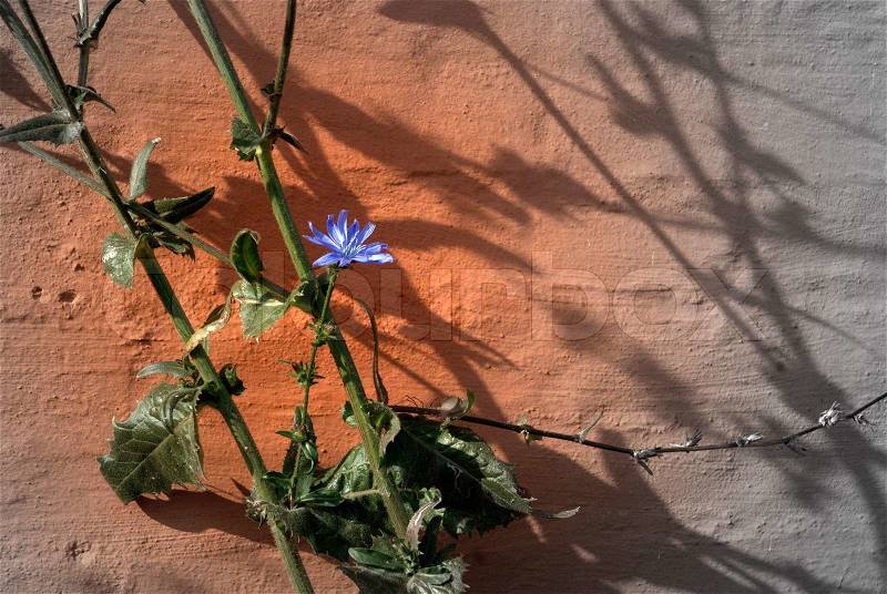 Blue Fower on Red Wall, pretty shadow, stock photo