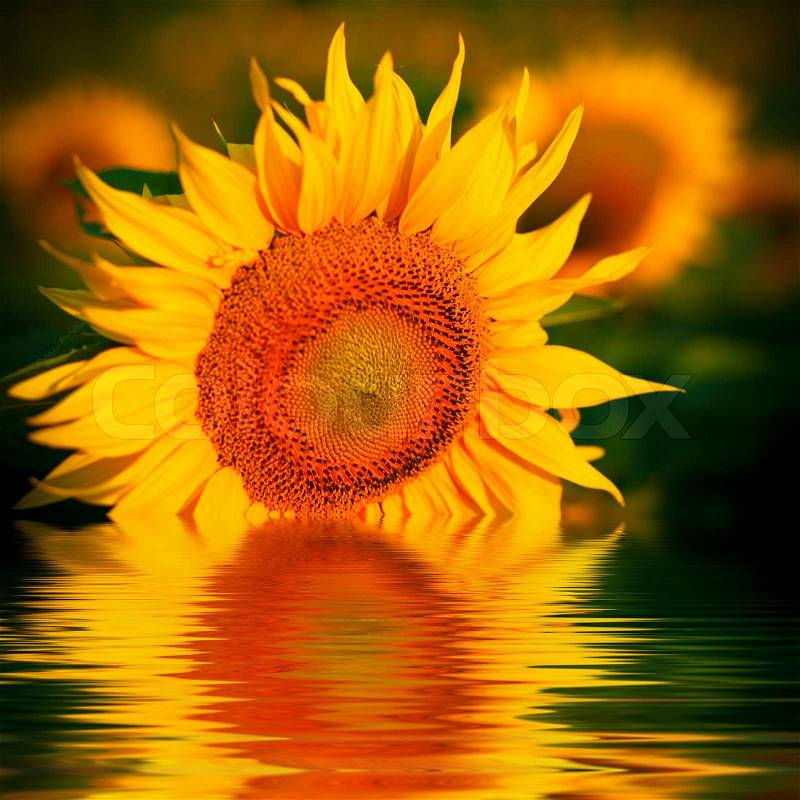An image of yellow flowers in a river, stock photo