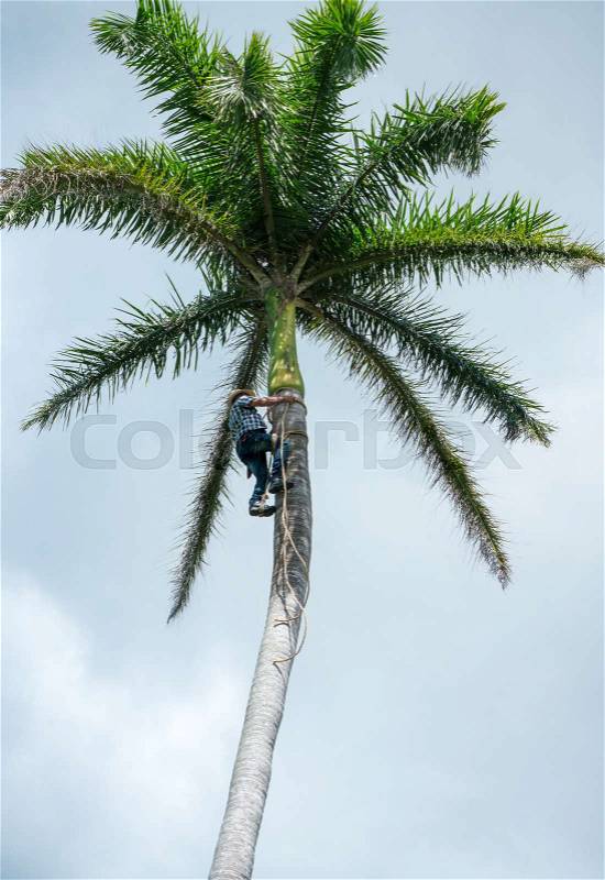 Adult male climbs tall coconut tree with rope to get coco nuts. Harvesting and farmer work in caribbean countries, stock photo