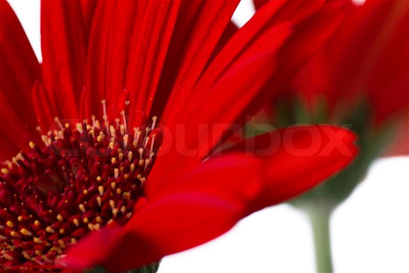 Red daisy flowers close-up on a white background, stock photo