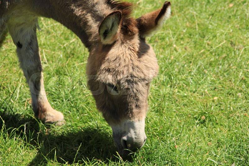 The grazing donkey in the pasture at the children\'s farm in the city Spijkenisse in the hot summer, stock photo