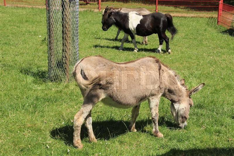 The donkey is walking behind the pony and the grazing donkey in the pasture at the children\'s farm in the city Spijkenisse in the hot summer, stock photo