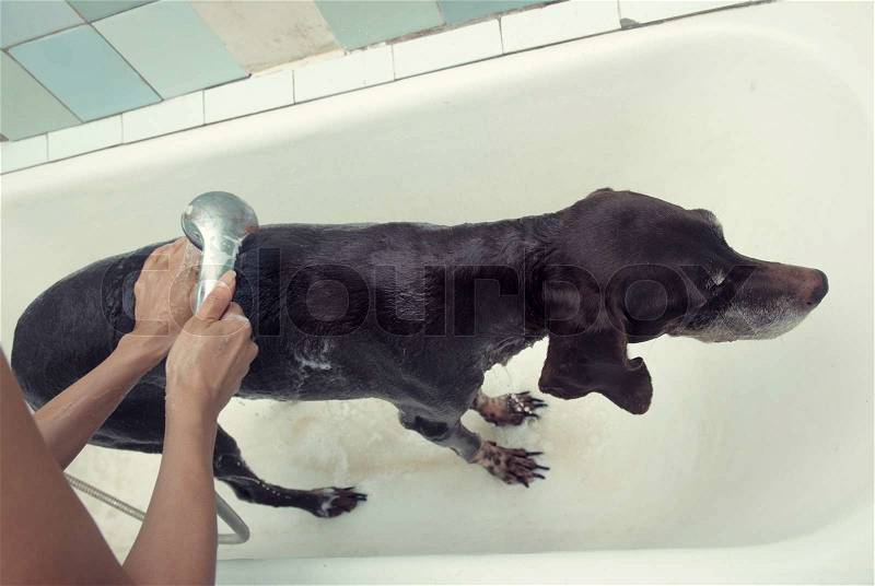 Dog washing at animal shelter, stock photo