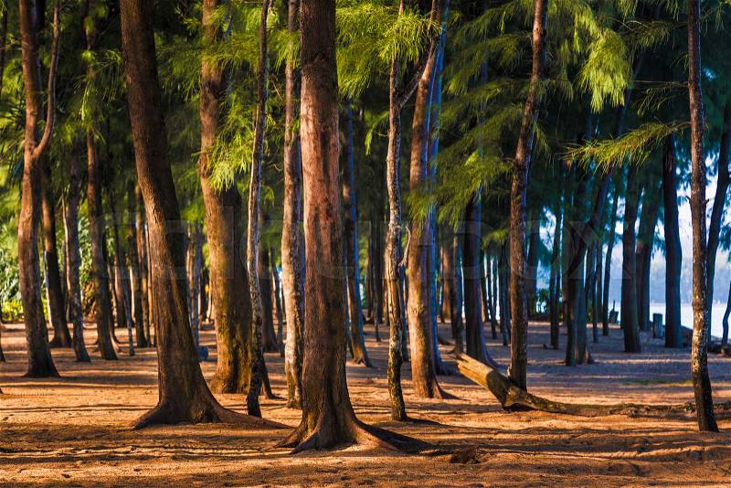 Tall pine trees standing against morning sun light at a beach in Phuket, Thailand, good for travel or evironment theme, stock photo