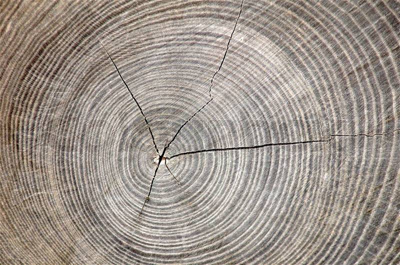 Annual circles of a stem of tree, stock photo