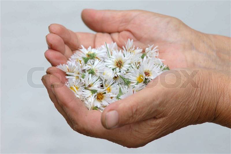 Image of white flowers in the hand, stock photo