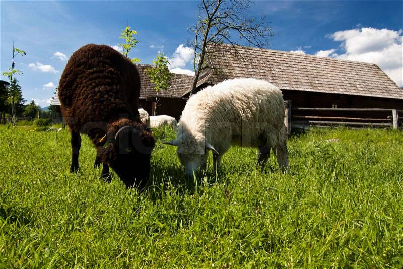 Old village with sheeps in Slovakian countryside, stock photo