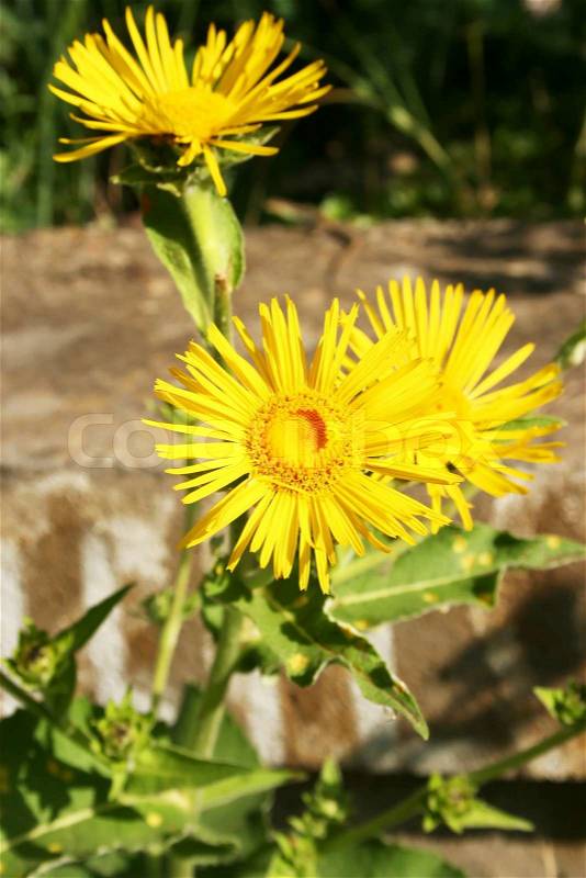 Yellow flowers in the meadow, stock photo