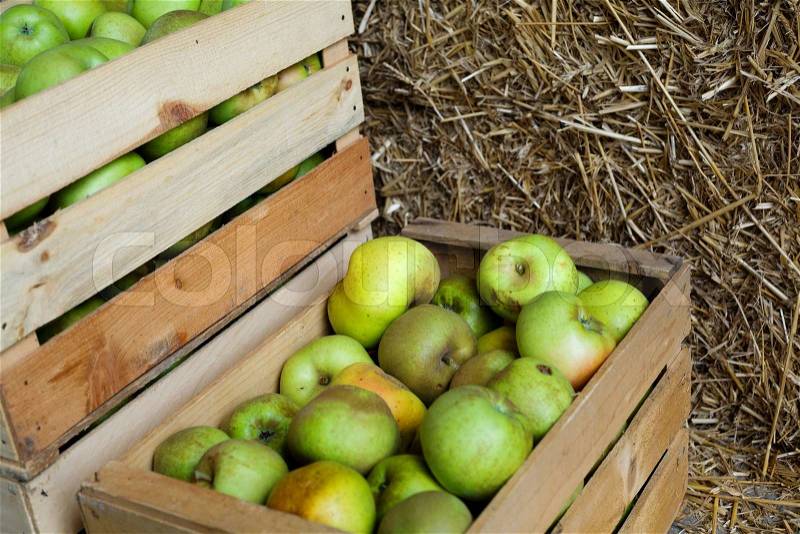 An image of a crop of green apples, stock photo