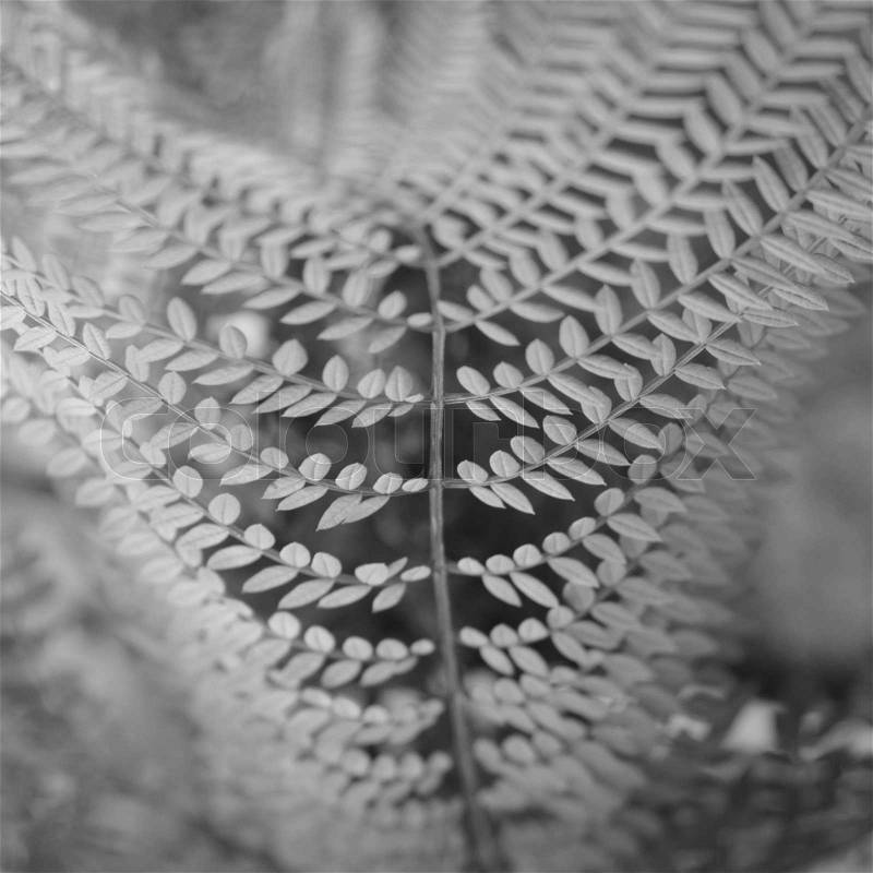 Black and white leafs, stock photo