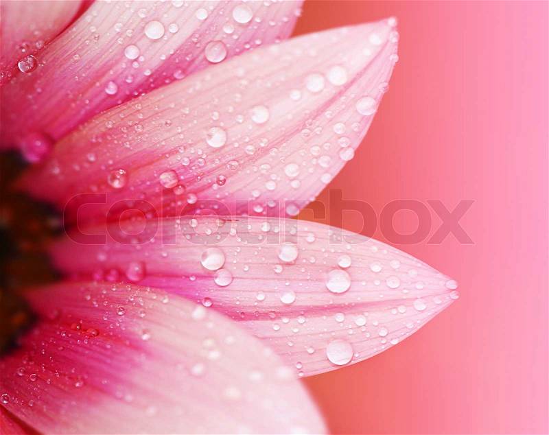 Pink flower border, stock photo