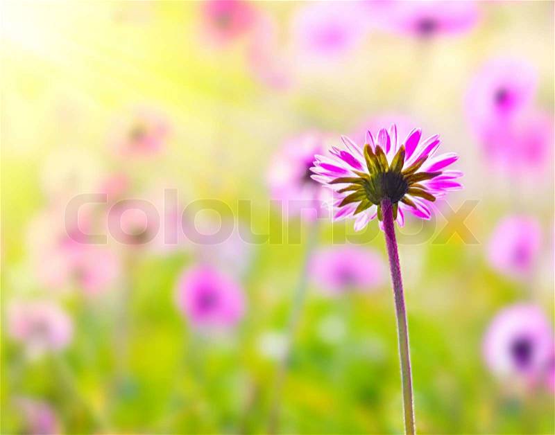 Pink fresh flower field with selective focus, natural background with sunlight, stock photo