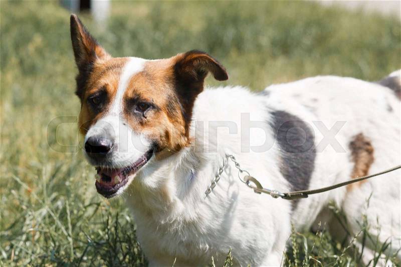 Cute mixed breed dog smiling while walking in the park, animal shelter concept, stock photo