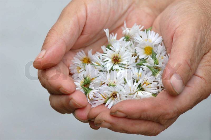 An image of white flowers in the hand, stock photo