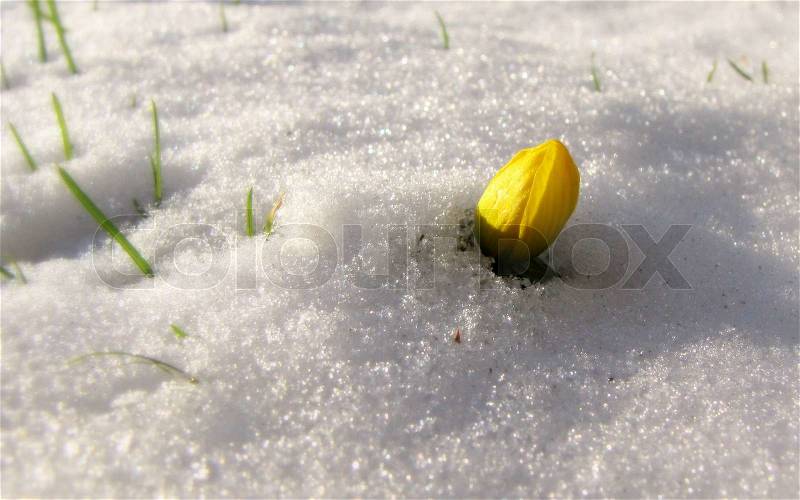 Eranthis in the snow , a sign of spring , stock photo