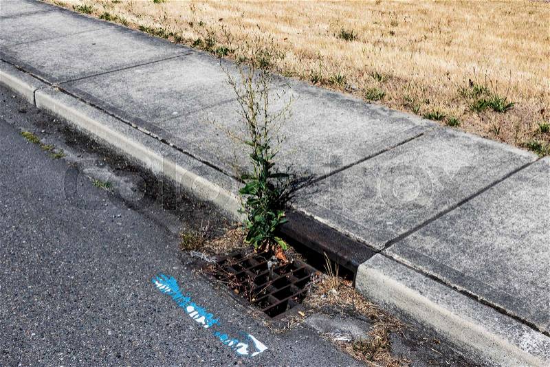 Curbside storm drain clogged with debris and a growing plant, stock photo