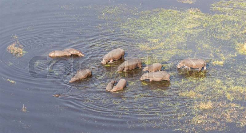 Aerial view of Hippopotamus (Hippopotamus amphibius) in the water, Okavango, Botswana, stock photo