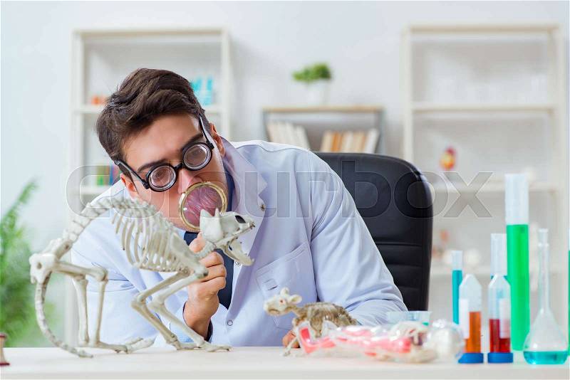 Funny scientist with cat skeleton in lab clinic, stock photo