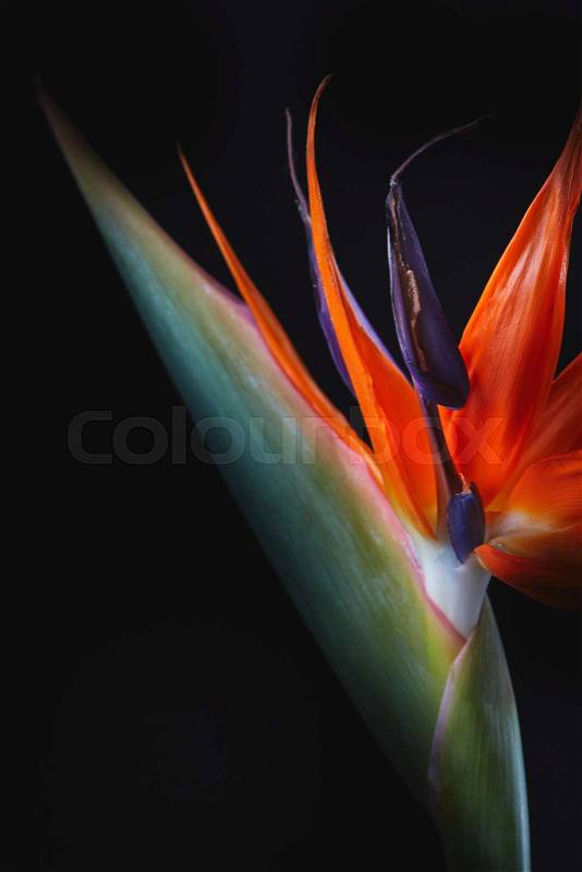 The flower of Strelitzia reginae or crane flower or bird of paradise isolated on black background, stock photo