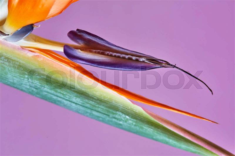 Bird of paradise or strelitzia or crane flower closeup macro photo. Flower with typical bright orange and blue colours on a purple background, stock photo