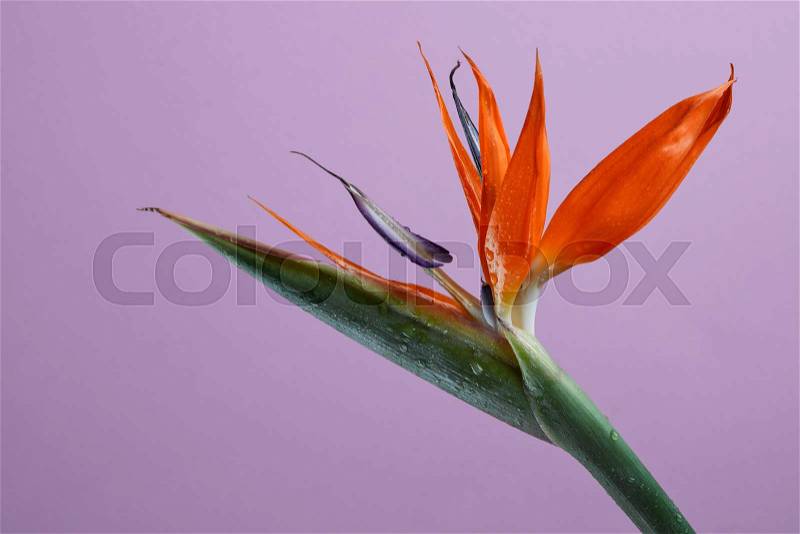 Strelitzia Reginae flower close up on a violet background bird of paradise flower. Flower concept. Like a layout for postcards with copy space, stock photo