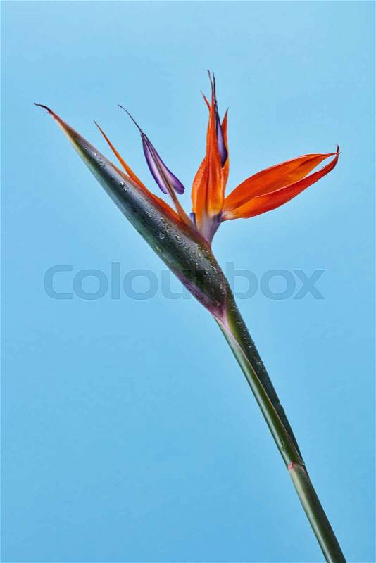 Strelitzia reginae. Bird Of Paradise flower in full bloom on a blue background. Bright exotic flower. Photo as layout for card, stock photo