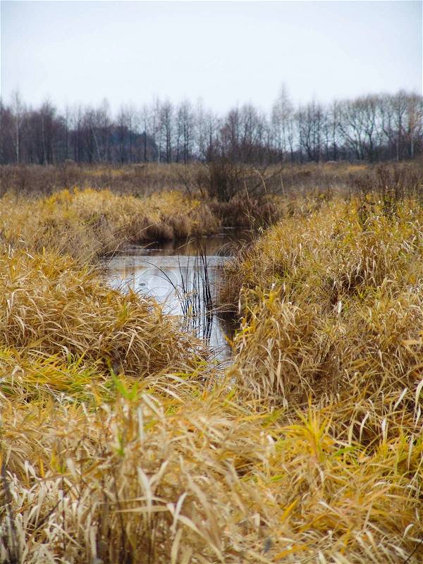 The river flows through the high grass yellow, stock photo