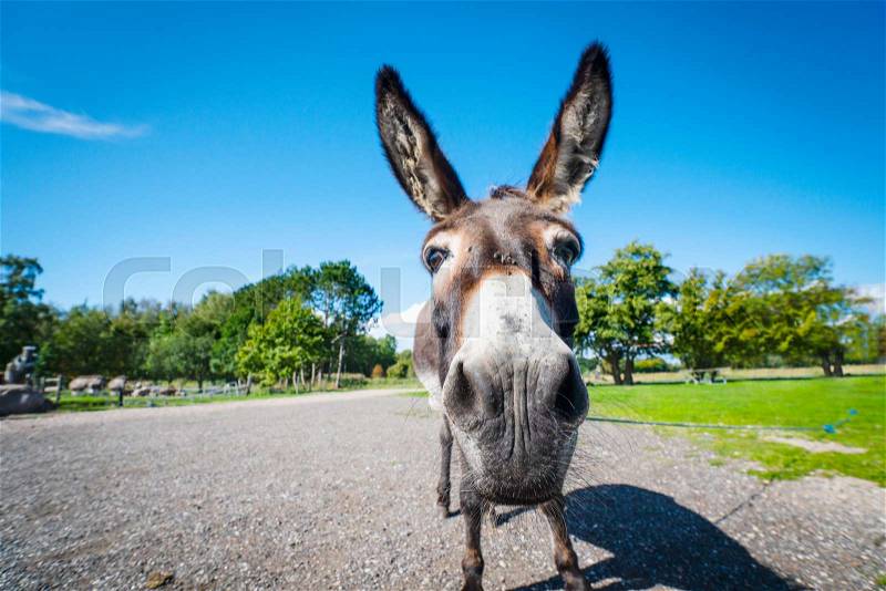 Funny donkey close-up standing on a road in a rural environment, stock photo