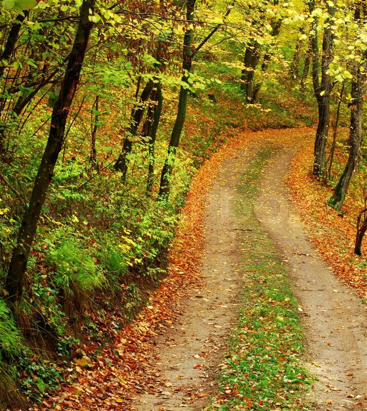 A old road in autumn forest, stock photo