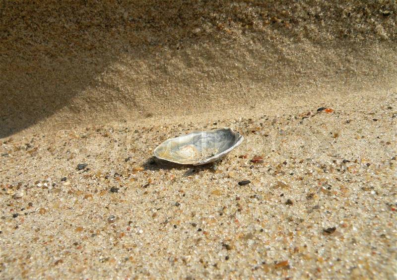 Shiny sea shell on sand beach, close up, stock photo