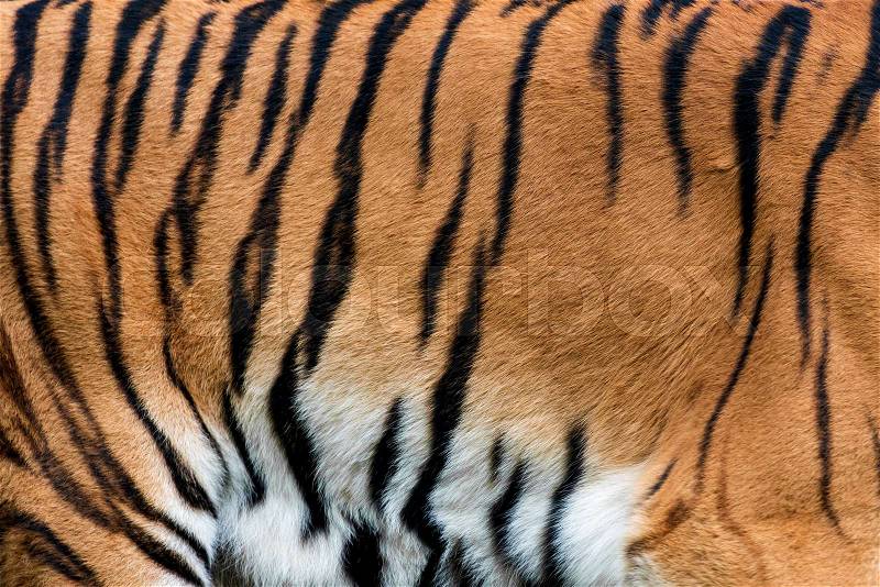 Real tiger skin fur texture for background, stock photo