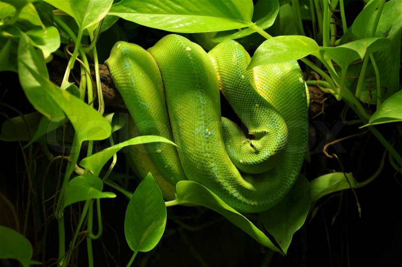 Green snake natural camouflage in jungle, stock photo