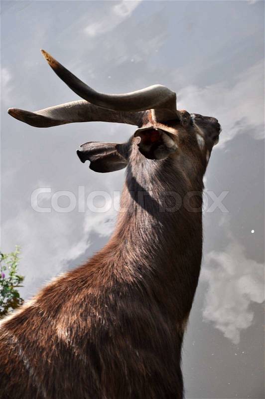Antelope watching sky in close up portrait, stock photo