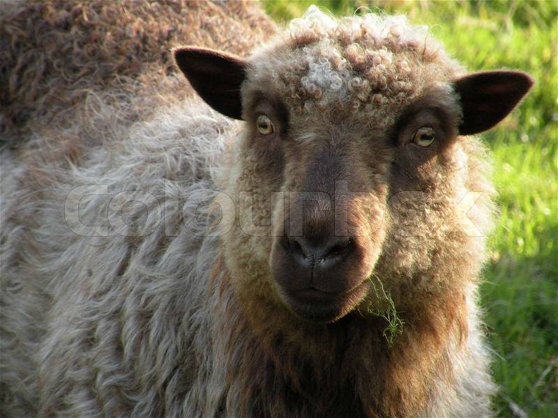 Close up of brown sheep head that is eating and looking into the camera, stock photo