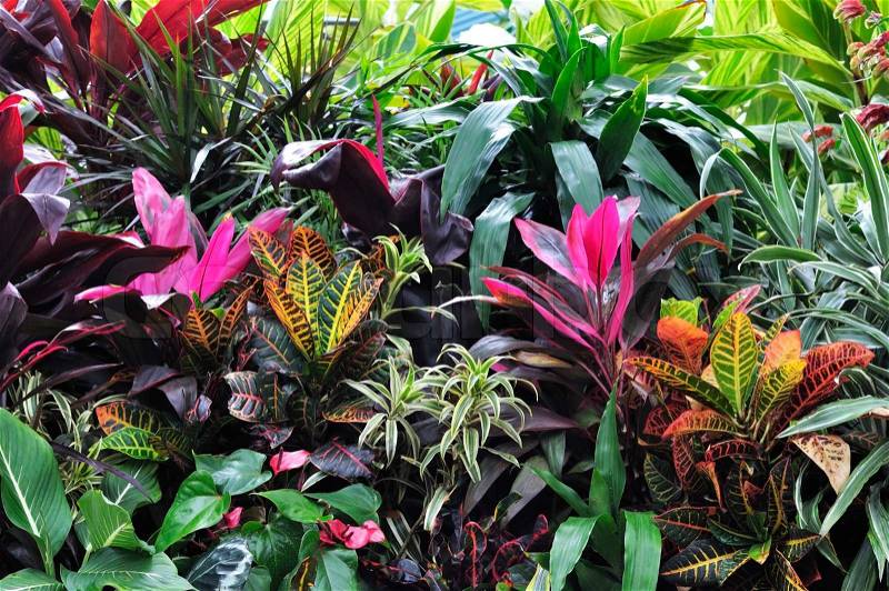 Colorful Tropical Plants ,Close Up, stock photo