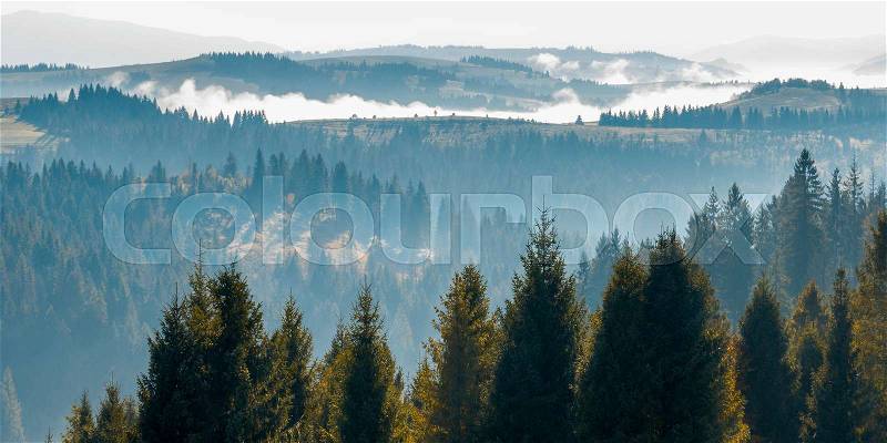 Tree tops above the foggy valley. wonderful autumn landscape, stock photo